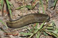Limax cinereoniger