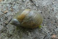 Oxyloma elegans