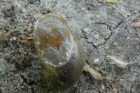 Oxyloma elegans