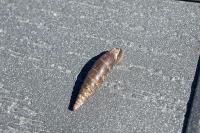 Cochlodina laminata