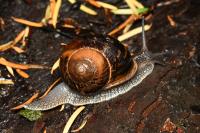 Helix lucorum