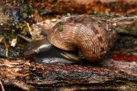 Pomatias elegans