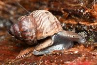 Pomatias elegans