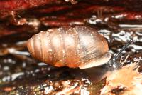 Lauria cylindracea