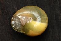 Cepaea nemoralis