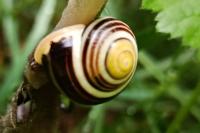 Cepaea hortensis