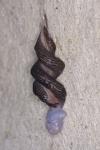 Limax maximus