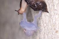 Limax maximus