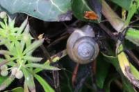 Monacha cartusiana