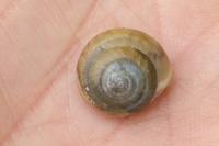 Monacha cartusiana