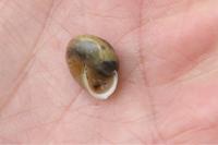 Monacha cartusiana