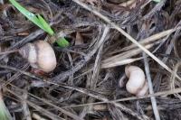 Pomatias elegans
