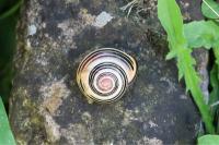 Cepaea nemoralis