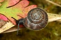 Trochulus hispidus