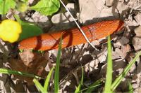Arion rufus/vulgaris
