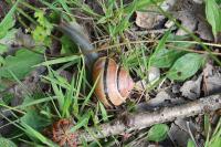 Cepaea nemoralis