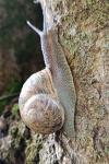 Cornu aspersum