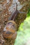 Cornu aspersum