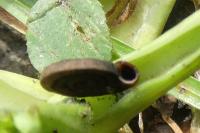 Anisus septemgyratus