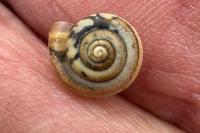Monacha cartusiana