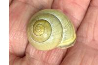 Cepaea nemoralis