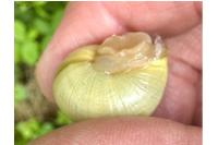 Cepaea nemoralis