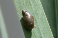 Oxyloma elegans