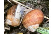 Helix pomatia
