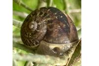 Cornu aspersum