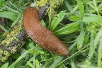 Arion rufus/vulgaris