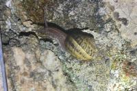 Cornu aspersum