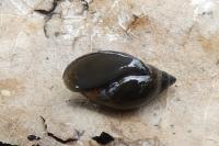 Physella acuta