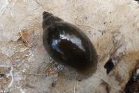 Physella acuta