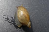 Succinea putris