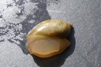Succinea putris