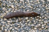 Arion rufus/vulgaris