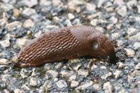 Arion rufus/vulgaris