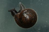 Trochulus hispidus