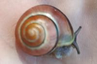 Cepaea nemoralis