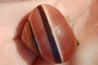 Cepaea nemoralis