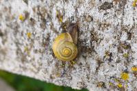 Cepaea