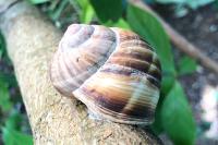 Helix lucorum