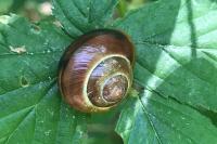 Cepaea hortensis