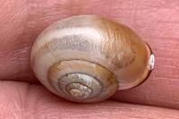 Monacha cartusiana