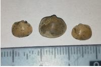 Sphaerium lacustre