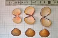 Corbicula