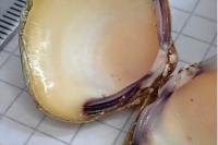 Corbicula