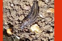 Limax maximus
