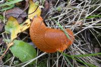Arion rufus/vulgaris