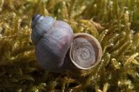 Pomatias elegans